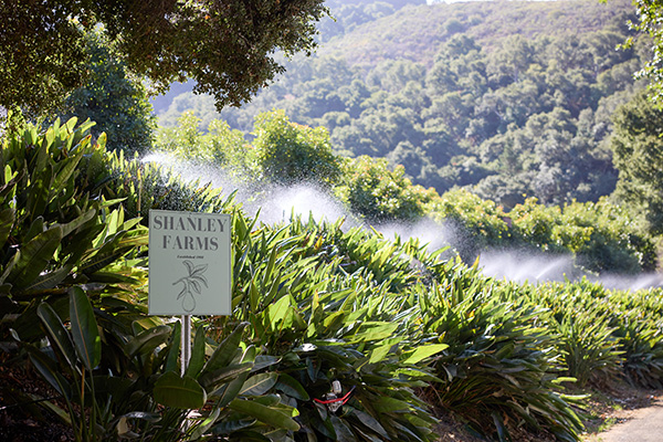 Lush orchard with Shanley Farms sign