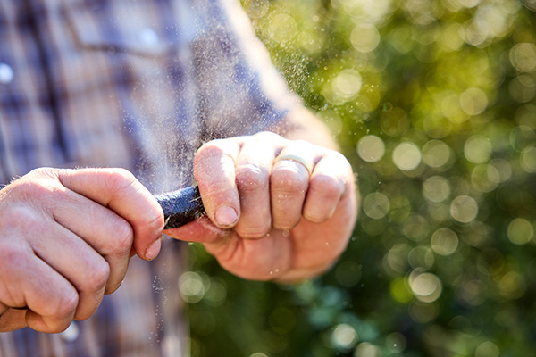 Man cracking open finger lime