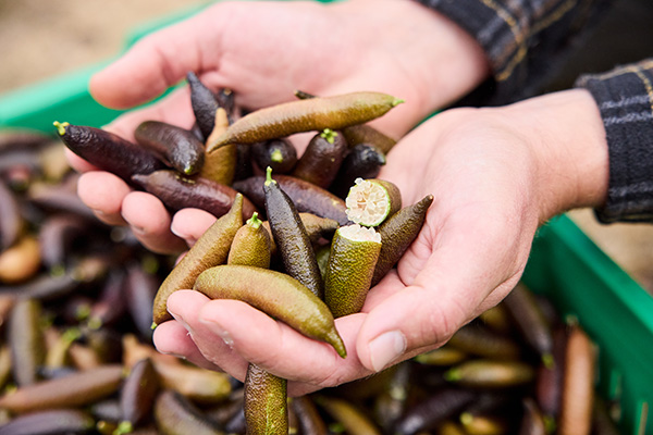 Person holding handful of finger limes