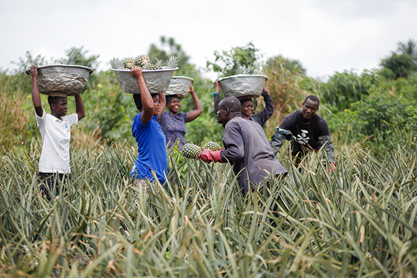 Farmers harvesting pineapple