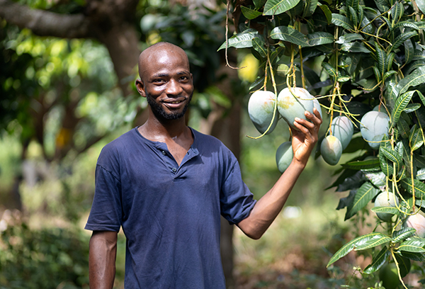 Smiling man picking mangoes