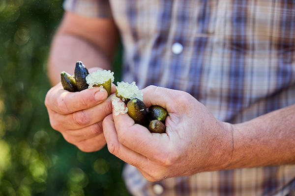 Man holding finger limes, one cracked open