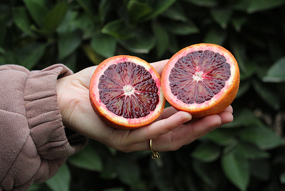 Hands holding halved fresh blood orange