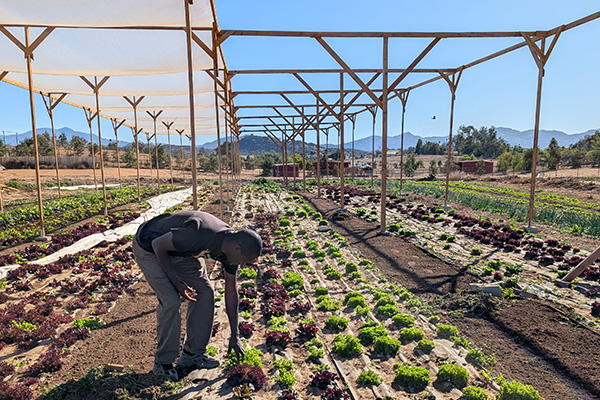 Man picking lettuce on farm