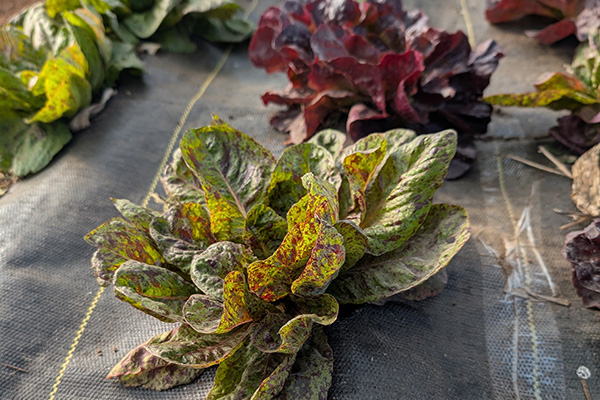 Red and green lettuces growing