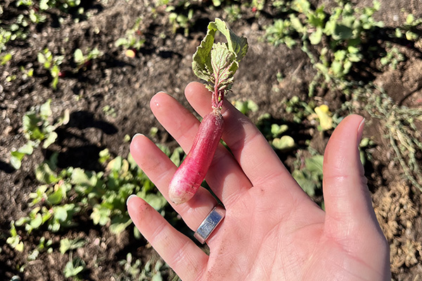 Hand holding radish in farm field