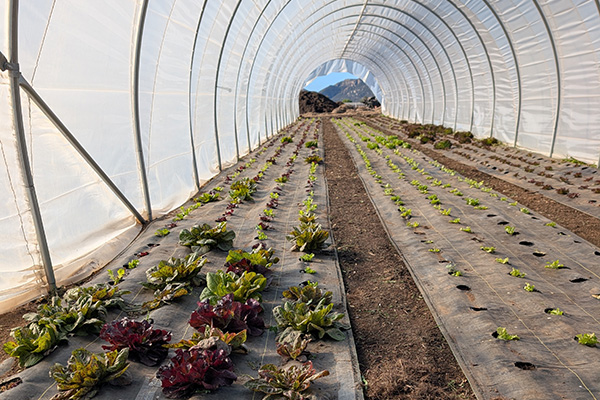 Rows of lettuce growing in a tunnel