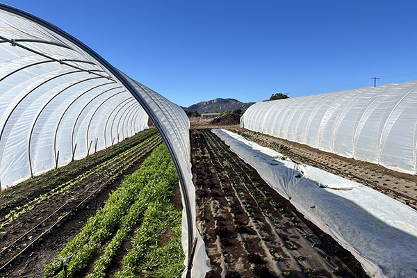 Tunnels covering rows of lettuce on a farm