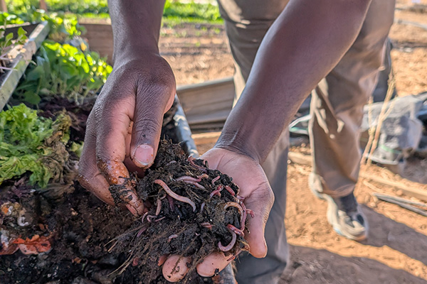 Hands holding handful of worms and soil