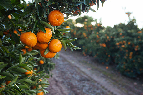 Mandarin oranges on the tree