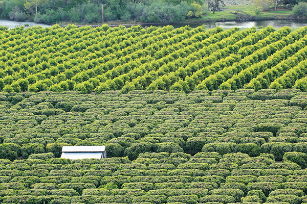 Rows of lemon and orange trees with small farm building