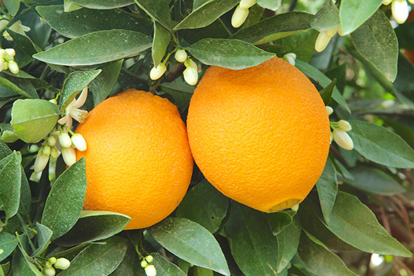 Orange fruit and flowers on the tree