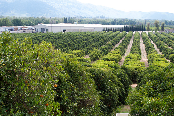 Kings River Packing: This Fresh Fruit Farm Made Orange History!