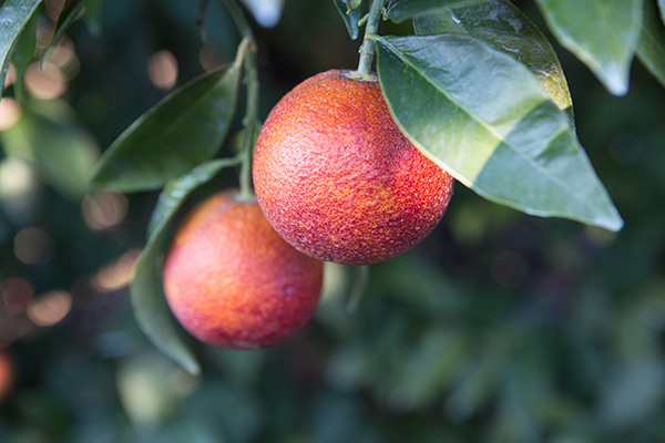 Blood oranges on the tree