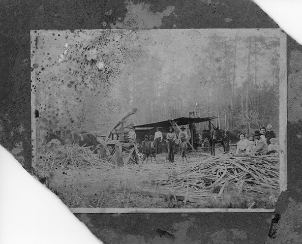 Black and white image of a pile of harvested sugarcane in the foreground with a lean-to and a dozen Black and white men, women, and children around it