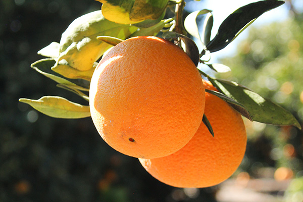 Oranges on the tree