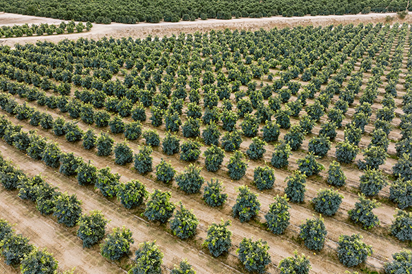 Neat rows of trees in an orchard