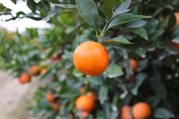 Mandarins on the tree