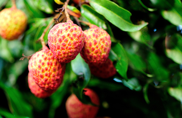 lychee fruit on the tree