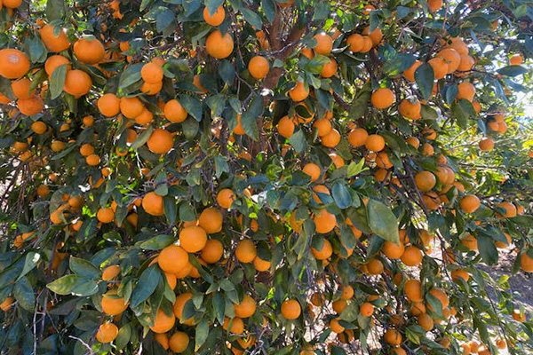 Ojai Pixie tangerines on the tree