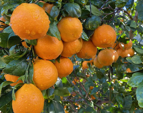 Tangerines on the tree