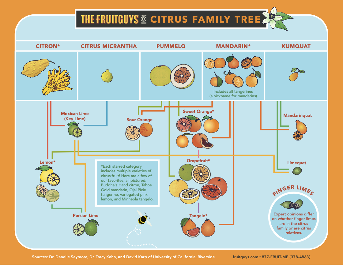 The FruitGuys Citrus Family Tree; chart showing the relationships between Citron*, Citrus Micrantha, Pummelo, Mandarin* [Includes all tangerines (a nickname for mandarin)], Kumquat, Lemon*, Mexican Lime (Key Lime), Persian Lime, Sour Orange, Sweet Orange*, Grapefruit*, Tangelo*, Mandarinquat, Limequat, and Finger Limes. *Each starred category includes multiple varieties of citrus fruit! Here are a few of our favorites, all pictured: Buddha's Hand citron, Tahoe Gold mandarin, Ojai Pixie tangerine, variegated pink lemon, and Minneola tangelo. Finger Limes: Expert opinions differ on whether finger limes are in the citrus family or are citrus relatives. Sources: Dr. Danelle Seymore, Dr. Tracy Kahn, and David Karp of University of California, Riverside. fruitguys.com / 877-FRUIT-ME (378-4863)