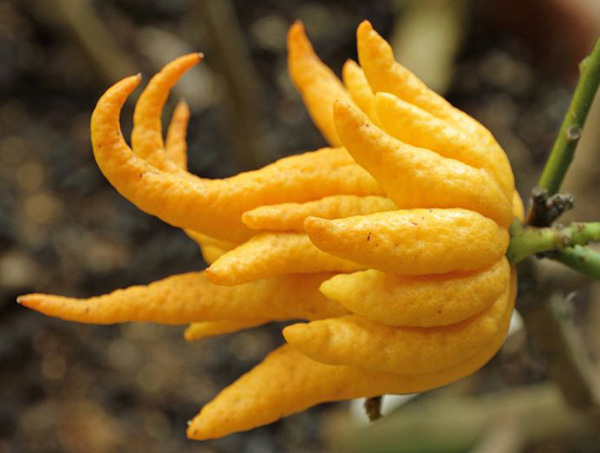 Buddha's hand, a yellow citron with finger-shaped protrusions