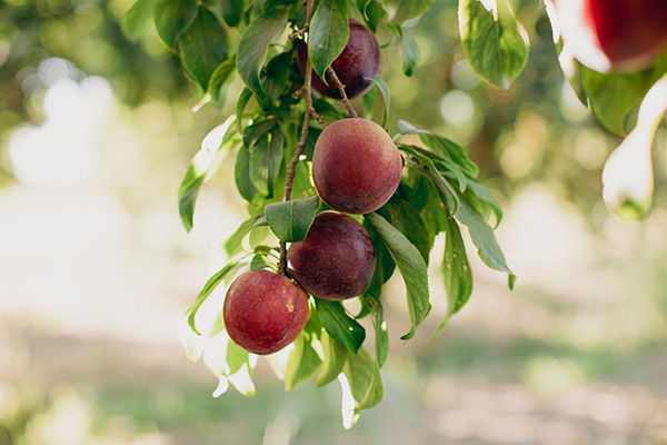 Plums on the tree