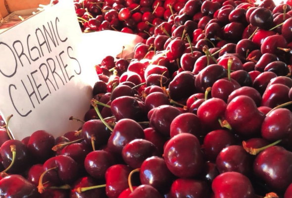 Pile of cherries with Organic Cherries sign