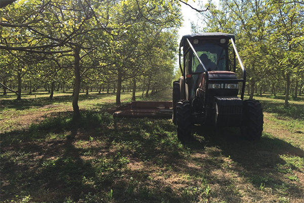 Farmer working in orchard