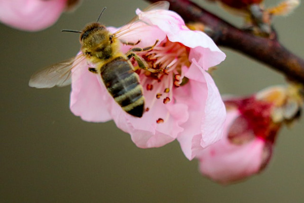 Bee pollinating a flower