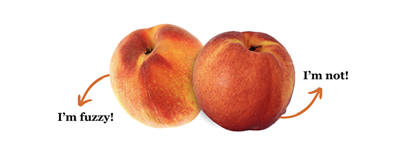 Peach labeled "I'm fuzzy!" and nectarine labeled "I'm not!"