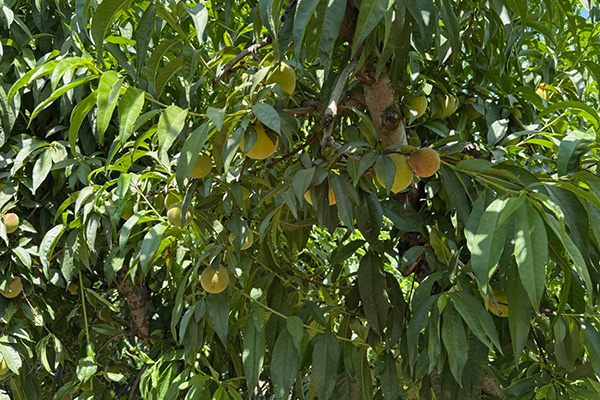Yellow peaches on the tree