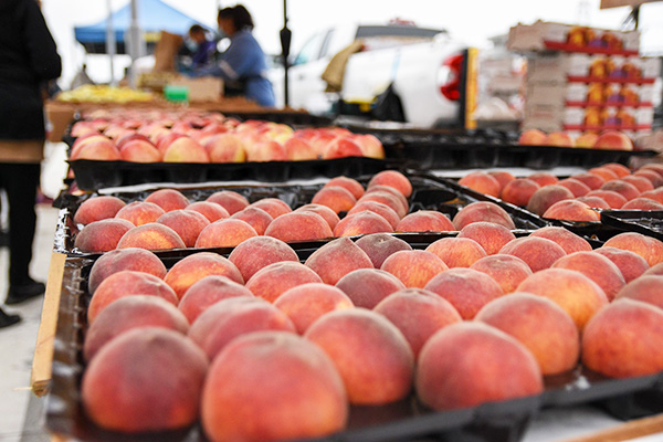 Are Peaches a Citrus? A Farmer Weighs In