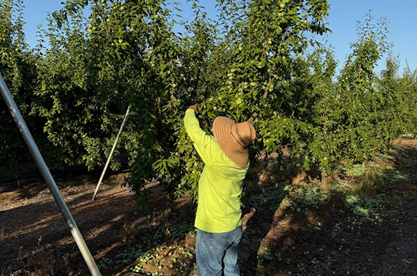 Man thinning plums