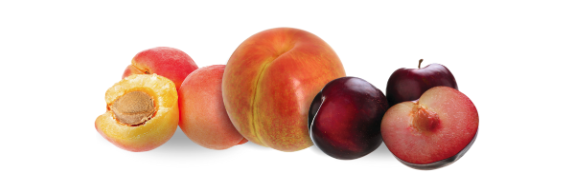Pile of plum and apricot hybrids