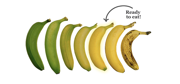 Seven stages of banana ripeness, from green to spotted brown; arrow pointing to a banana that is yellow with green tips with the words 'Ready to eat!'