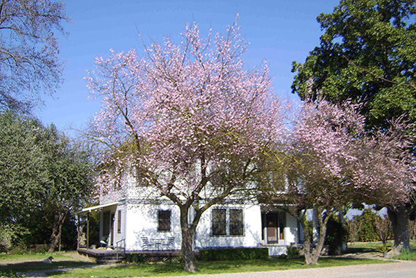 Farmhouse with pink flowering trees
