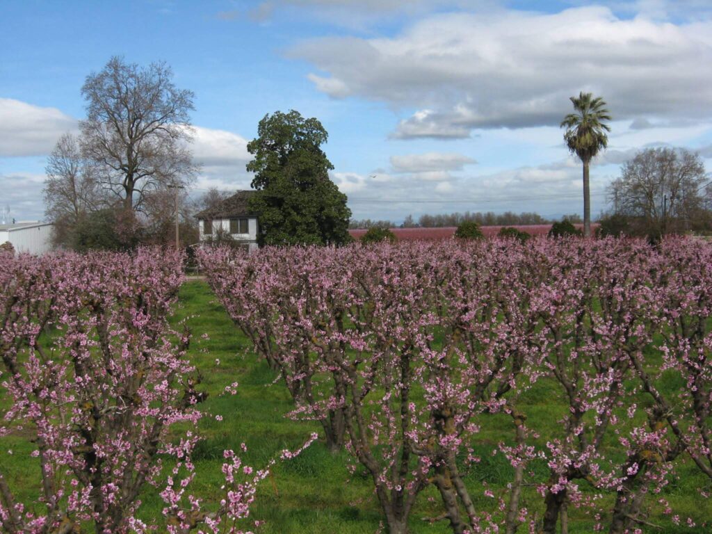 Orchard filled with flowering trees, farmhouse in the background