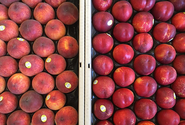 Overhead photo of peaches and nectarines in boxes