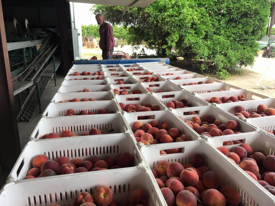 Fresh organic peaches in boxes, ready for organic fruit delivery