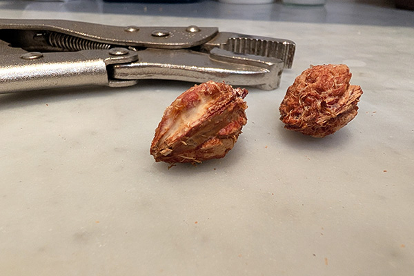 Nectarine pits and pliers