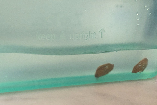 Nectarine seeds floating in water in a silicone bag