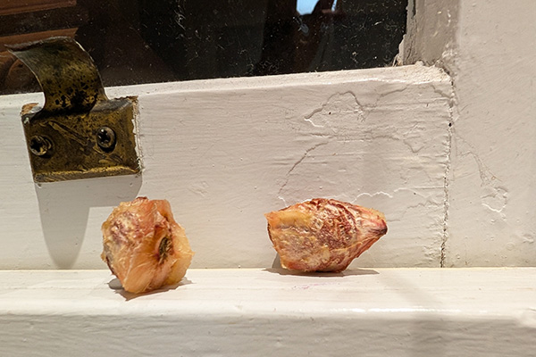 Nectarine pits on a windowsill