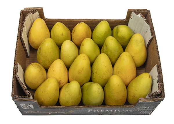 bulk case of mangoes