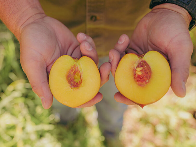 Man holding halved yellow nectarine