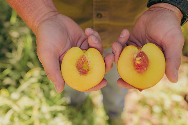 Man holding halved yellow nectarine