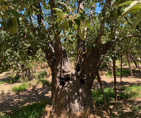 Large tree in apple orchard