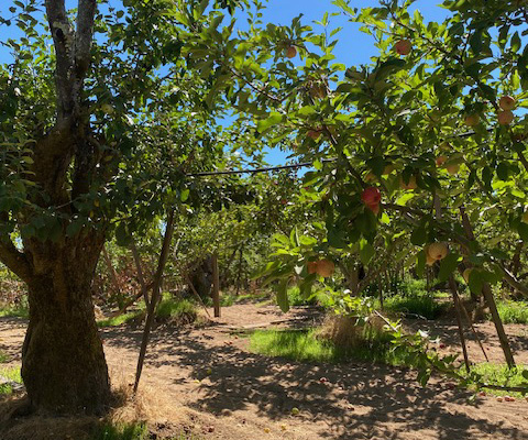 Apple orchard filled with trees