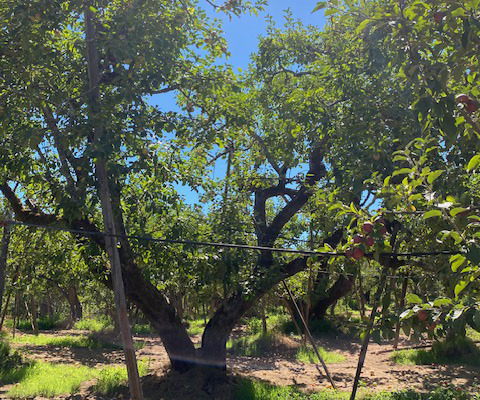 Large tree in apple orchard